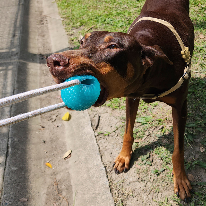 Ejercitador de Mandíbula para Perros