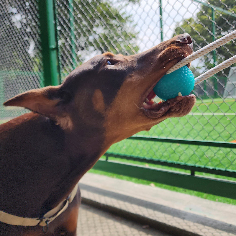 Ejercitador de Mandíbula para Perros